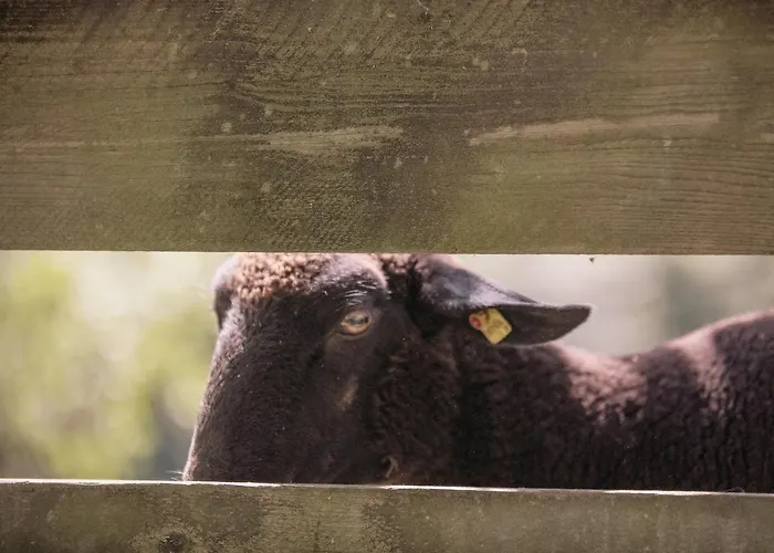 Мини-отель Landhof Lazarus